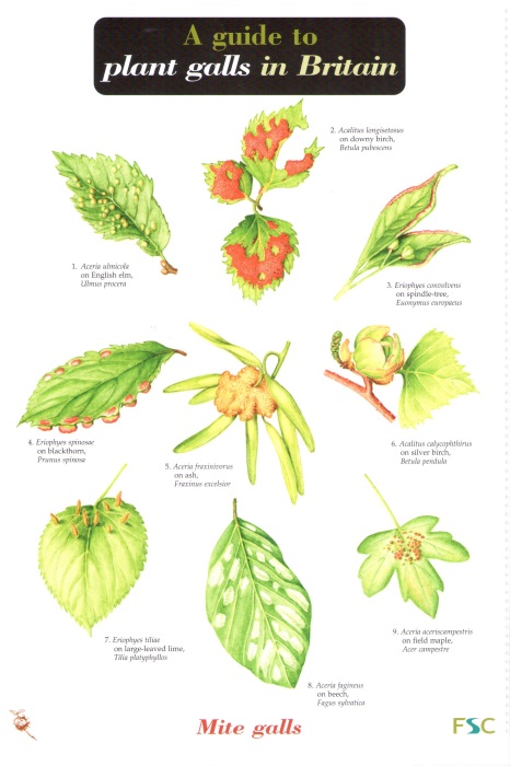 Redfern, M.; Shirley, P. - A Guide to Plant Galls in Britain (Identification Chart)