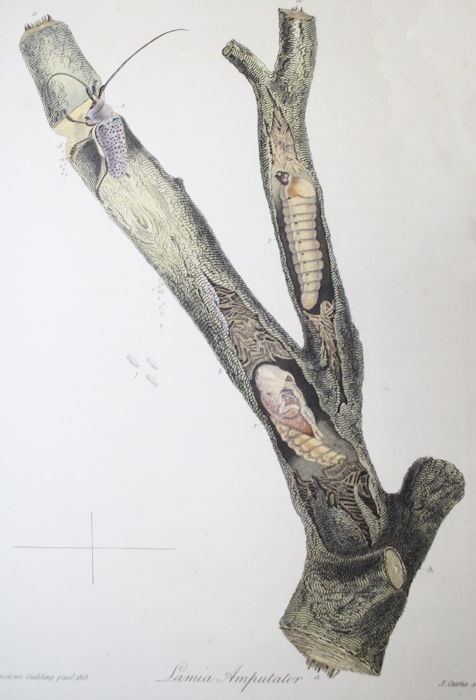 Guilding, L. - The Natural History of Lamia amputator of Fabricius