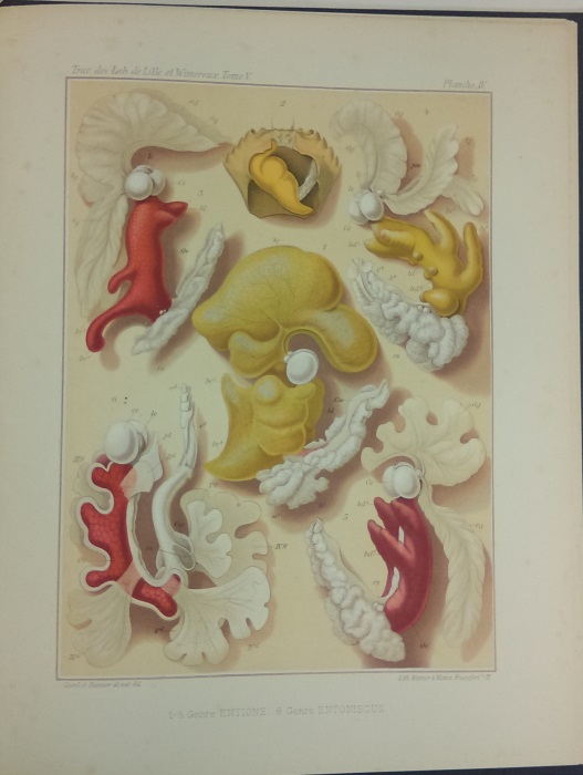 Giard, A.; Bonnier, J. - Contribution a l'etude des Bopyriens