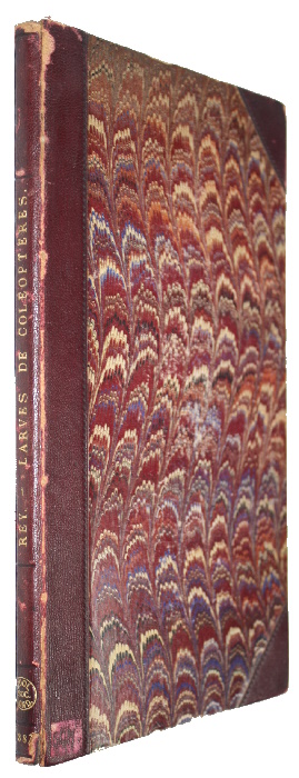 Rey, C. - Essai d'tudes sur certaines larves de Coloptres  et descriptions de quelques espces indites ou peu connues