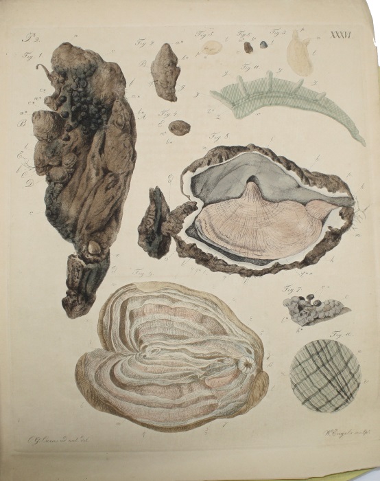 Carus, C.G. - Beitrag zur Kenntniss des inneren Baues und der Entwickelungsgeschichte der Ascidien