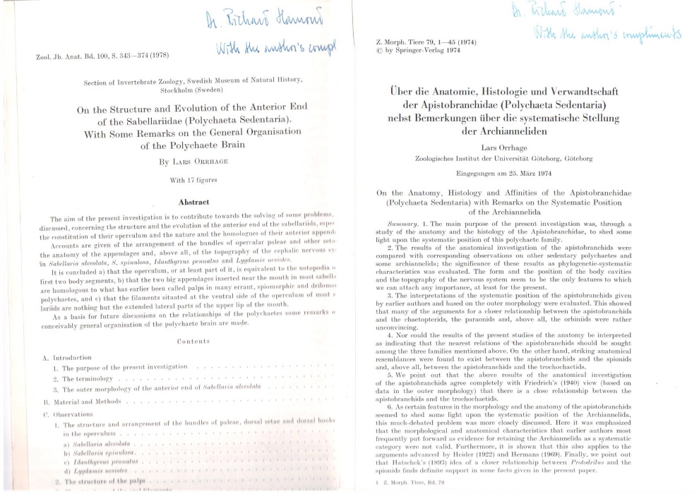 Orrhage, L. - Uber die Anatomie, Histologie und Verwandschaft der Apistobranchidae (Polychaeta Sedentaria) / On the Structure and Evolution of the Anterior End of the Sabellariidae (Polychaeta Sedentaria)