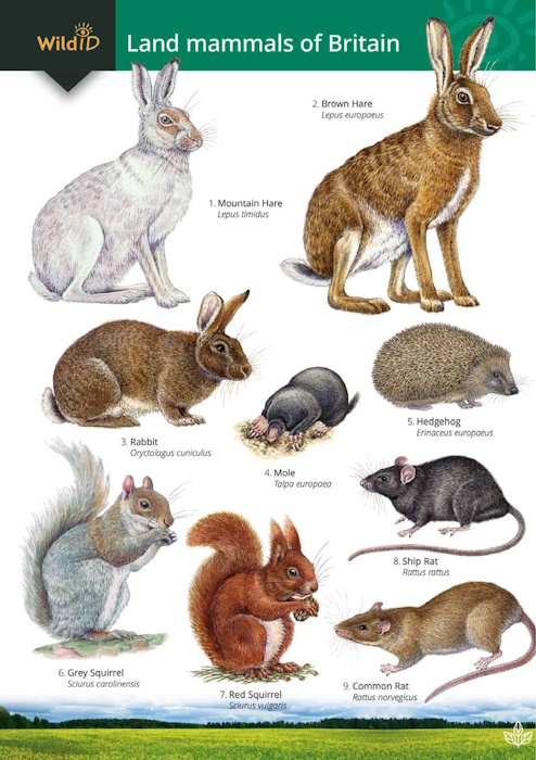 Farley-Brown, R.; Robers, C. - Guide to the land mammals of Britain