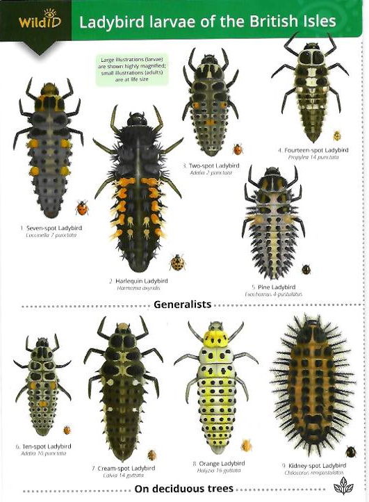 Brown, P.; Roy, H.; Comont, R.; Poland, R. - Ladybird larvae of the British Isles (Identification Chart)