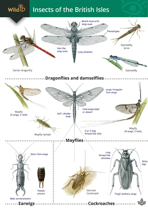 Lewington, R. - Guide to insects of the British Isles (Identification Chart)