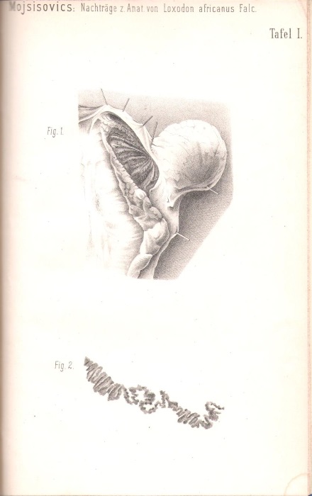 Von Mojsisovics, A. - Nachtrge zur Anatomie von Loxodon africanus Falc. (Masc. Adult.) nebst einleitenden Bemerkungen ber das Gebahren dieses Thieres in der Gefangenschaft