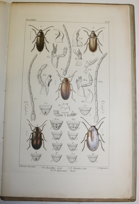 Tournier, H. - Description des Dascillides du Bassin du Lman