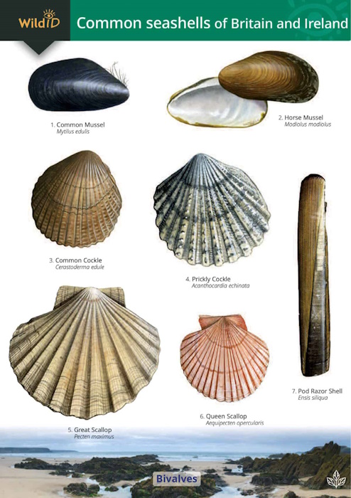 Field Studies Council; Shields, C. - Guide to Common Seashells of Britian and Ireland (Identification Chart)