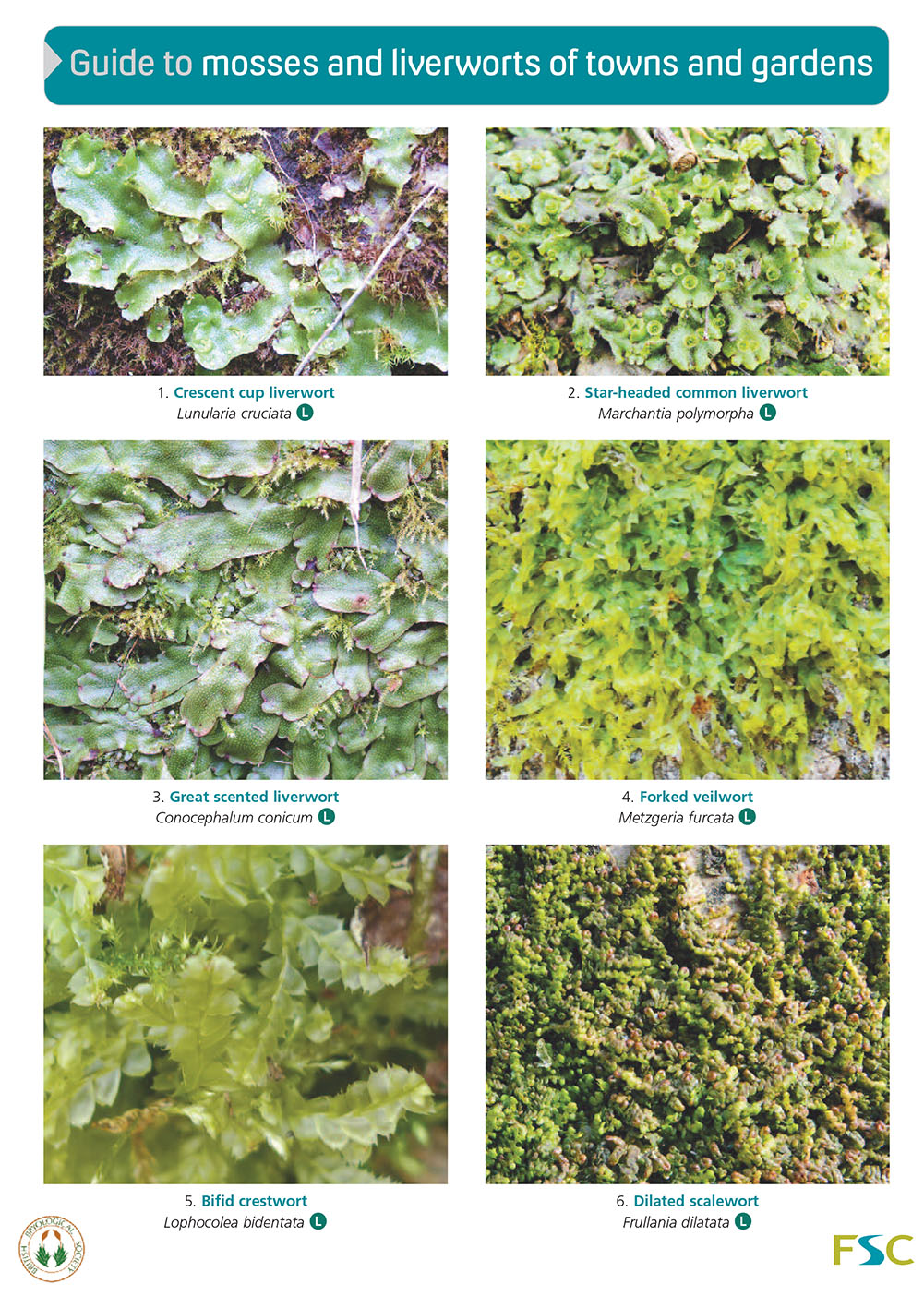 Godfrey, M. - Guide to mosses and liverworts of towns and gardens (Identification Chart)
