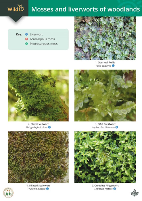 Godfrey, M. - Guide to mosses and liverworts of woodlands (Identification Chart)