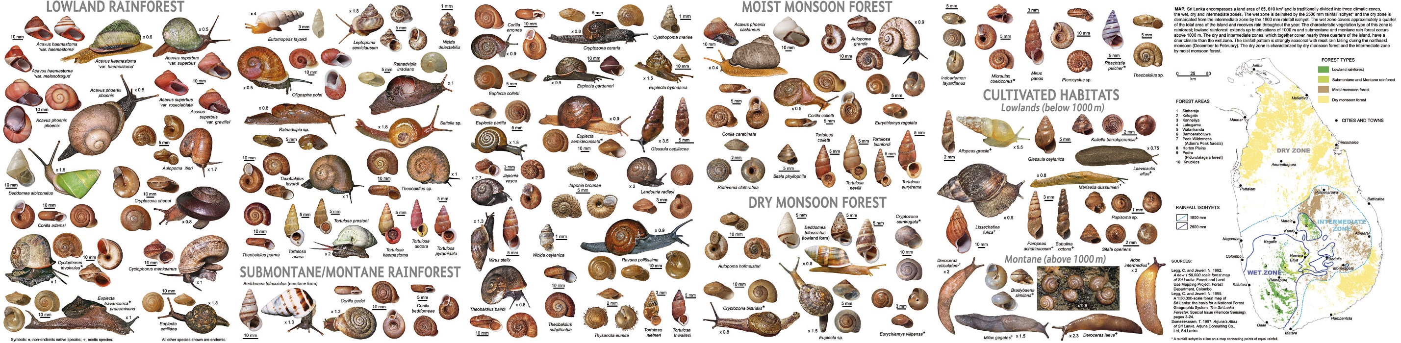 Snail Identification Chart