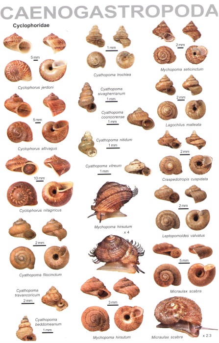 Raheem, D.; Naggs, F.; Aravind, N.A.; Preece, R.C. - An illustrated guide to the land snails of the Western Ghats of India