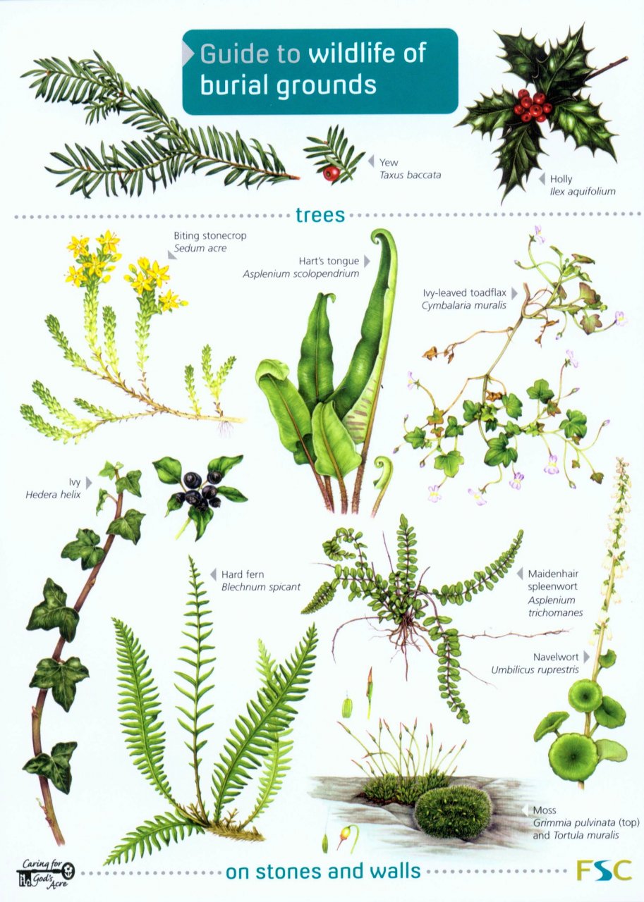 Caring for God's Acre; Shields, C. (Illus); Harper, L. (Illus) - Guide to Wildlife of Burial Grounds (Identification Chart)
