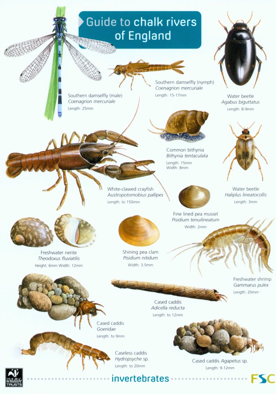 Bell, C.; Shields, C. (Illus) - Guide to chalk rivers of England (Identification Chart)