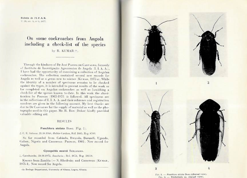 Kumar, R. - On some cockroaches from Angola including a check-list of the species