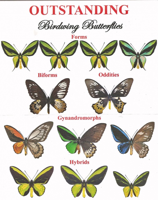 Deslisle, G.; Sclavo, J.-P. - Outstanding Birdwing Butterflies