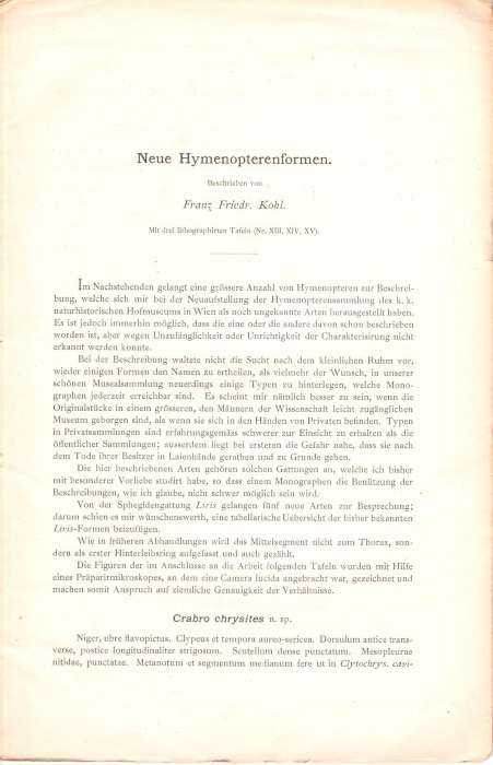 Kohl, F.F. - Neue Hymenopterenformen