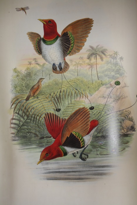 Gould, John - The Birds of New Guinea and the Adjacent Papuan Islands, including many new species recently discovered in Australia . Vol. I (Birds of Paradise, Crows)