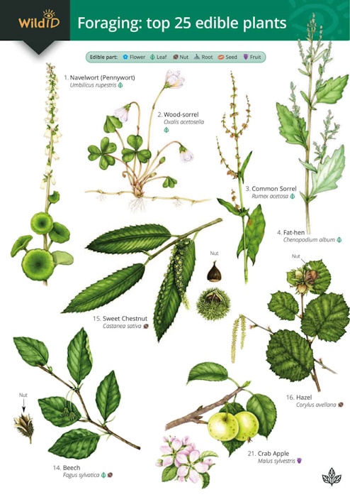 Cremona, C.; Harper, L. - Guide to foraging: top 25 edible plants (Identification Chart)