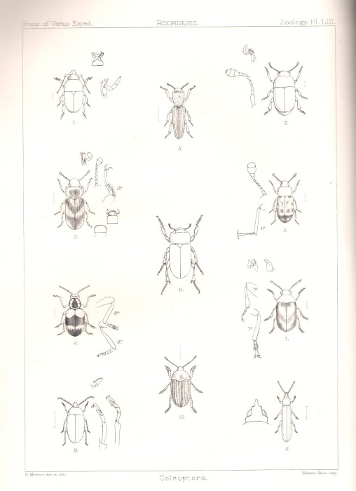 Waterhouse, C.O. - [Transit of Venus Expedition - Rodriguez] Coleoptera