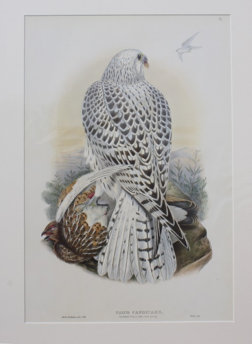 Gould, John - Greenland Falcon Young (Falco candicans) Birds of Great Britain. Vol. 1