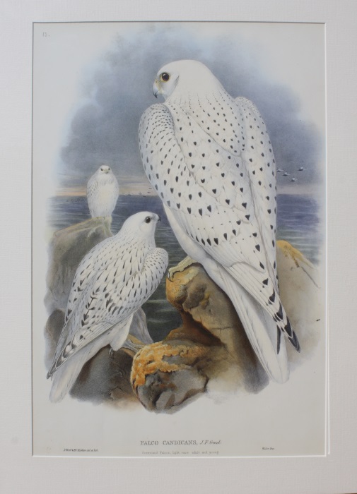 Gould, John - Greenland Falcon Adult and Young (<i>Falco candicans</i>) Birds of Great Britain. Vol. 1
