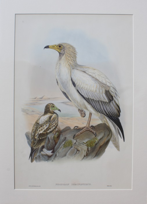 Gould, John - Egyptian Eagle (<i>Neophron percnopterus</i>) Birds of Great Britain. Vol. 1