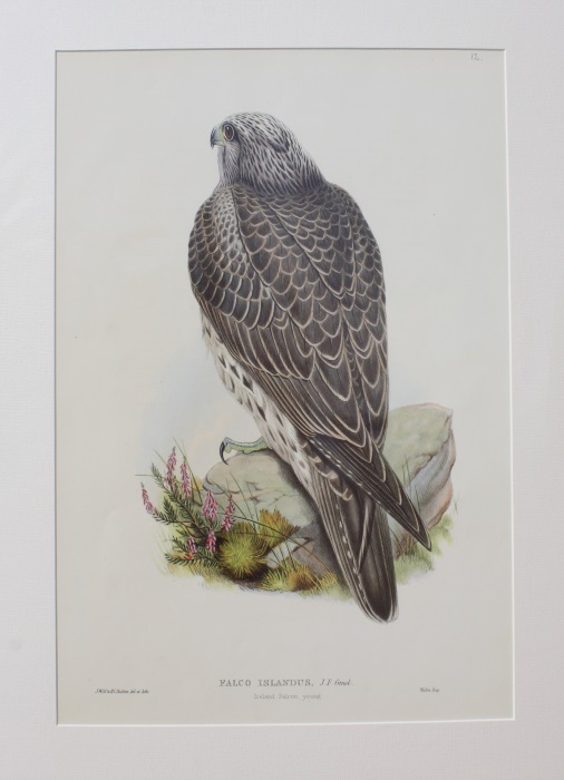 Gould, John - Iceland Falcon Young (Falco Islandus) Birds of Great Britain. Vol. 1