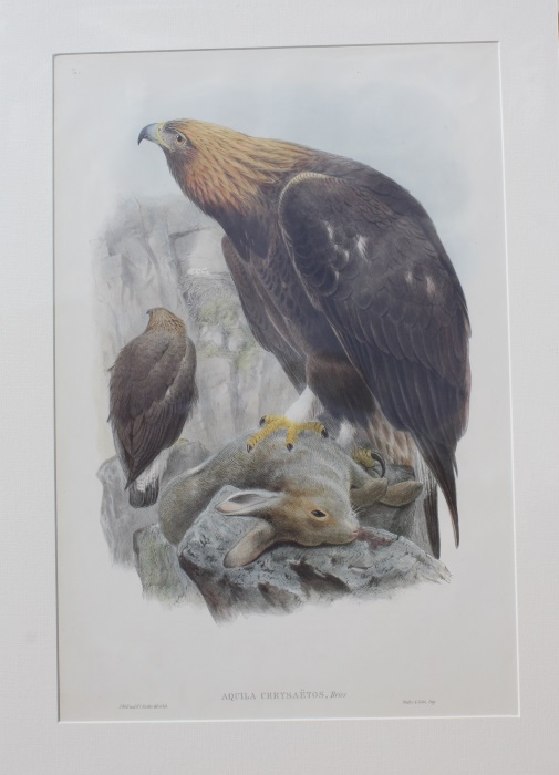 Gould, John - Aquila Chrysatos  Birds of Great Britain. Vol. 1