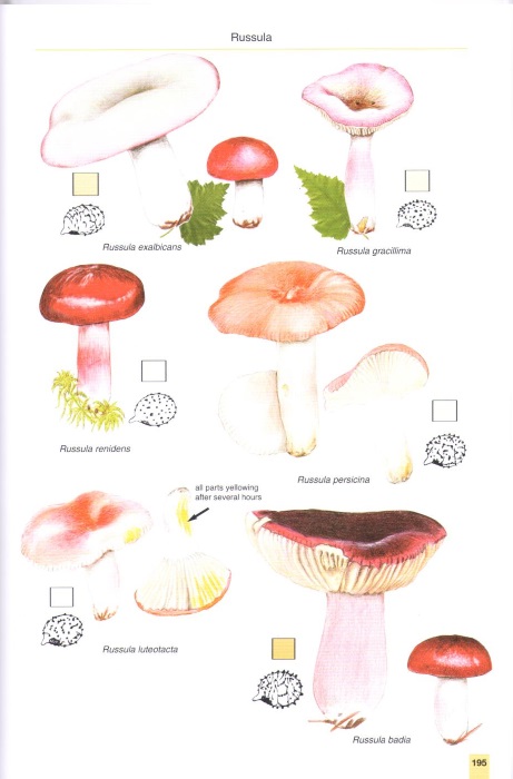 Kibby, G. - Mushrooms and Toadstools of Britain and Europe. Vol. 1