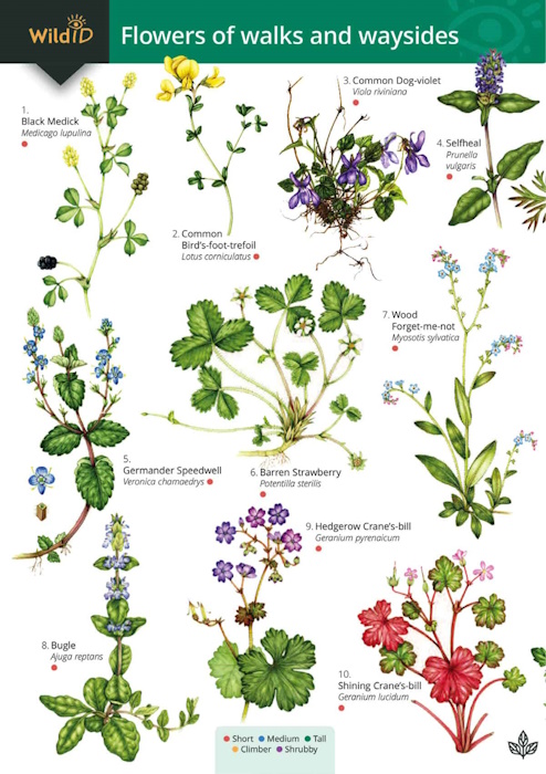 Farley-Brown, R.; Harper, L. - Flowers of Walks and Waysides