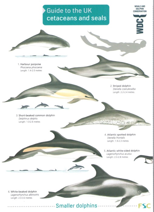 Simmonds, M.P.; Molleson, L. - Guide to UK Cetaceans and Seals (Identification Chart)