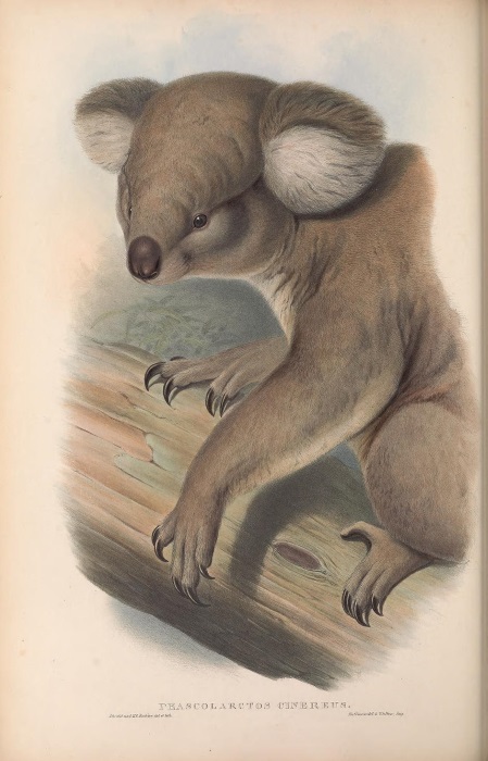 Gould, John - Mammals of Australia. Vol. I (Wombats, Koalas, Possums, Echidnas, Platypus)