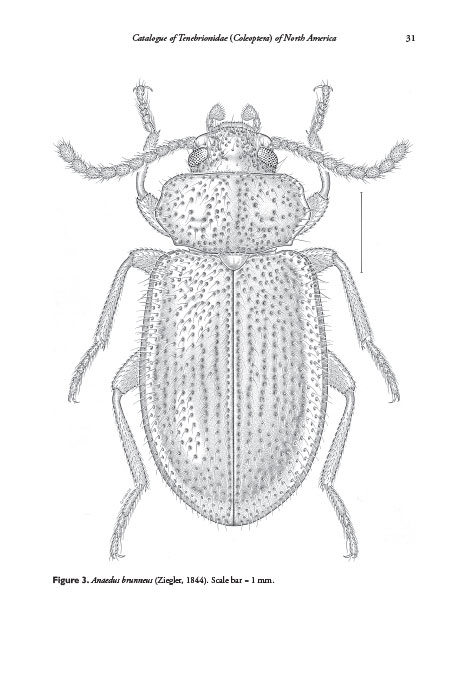 Bousquet, Y.; Thomas, D.B.; Bouchard, P.; Smith, A.D.; Aalbu, R.L.; Johnston, M.A.; Steiner, W.E. - Catalogue of Tenebrionidae (Coleoptera) of North America