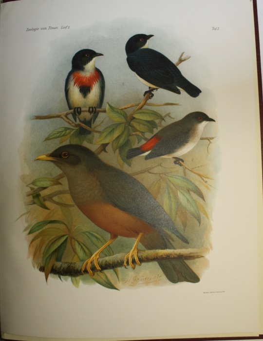 Hellmayr, C.E. - Die Avifauna von Timor (Zoologie von Timor 1, Lfg I)
