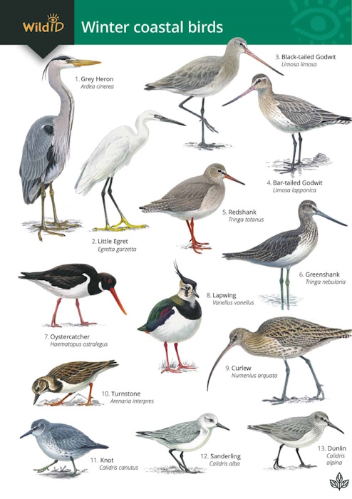 Langman, L.; Langman, M. - Guide to Winter Coastal Birds (Identification Chart)