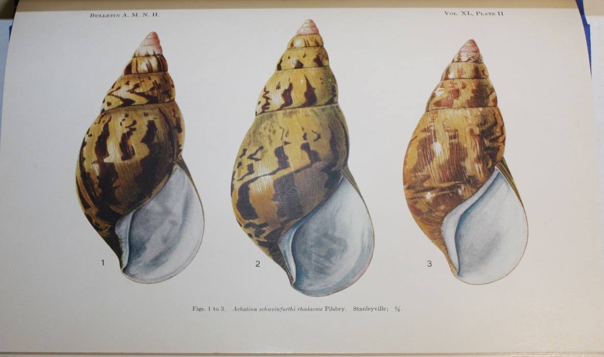 Pilsbry, H.A. - A Review of the Land Mollusks of the Belgian Congo Chiefly Based on the Collections of the American Museum Congo Expedition, 1909-1915