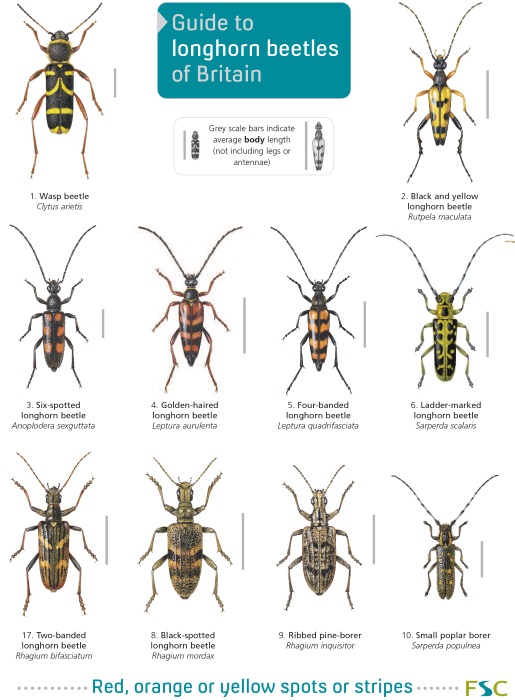 Heeney, W.J.; Potts, K.; Lewington, R. (Illus) - A guide to longhorn beetles of Britain (Identification Chart)