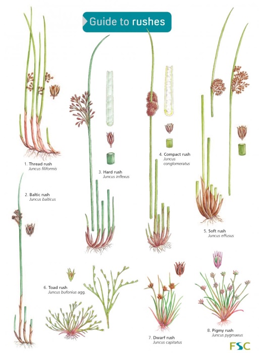 Wallace, H.; Roberts, C. (Illus); Lawrence, E. (Illus) - Guide to Rushes (Identification Chart)
