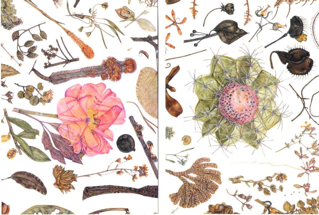 Pedder-Smith, R. - Detail from Herbarium Specimen Painting 2006-2009: (10 Cards)