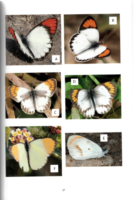 Zhou, Li-ping; Zhuang, Hai-ling (Eds) - Zephyrus Hairstreaks from China I
