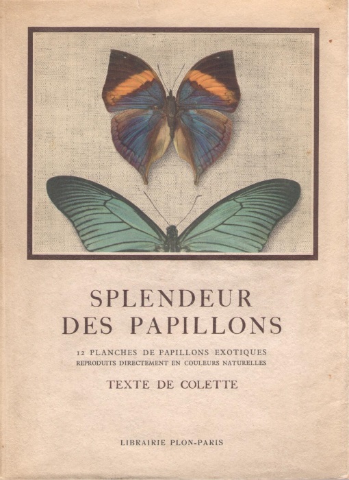 Collette - Splendeur des Papillons