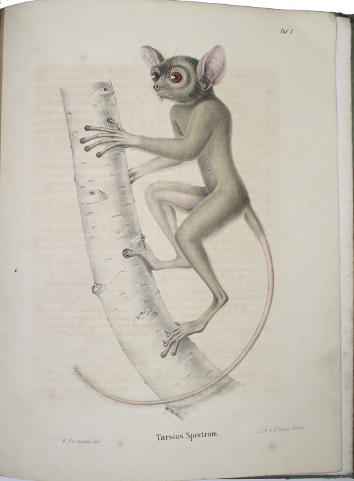 Burmeister, Hermann - Beitrge zur nheren Kenntniss der Gattung Tarsius