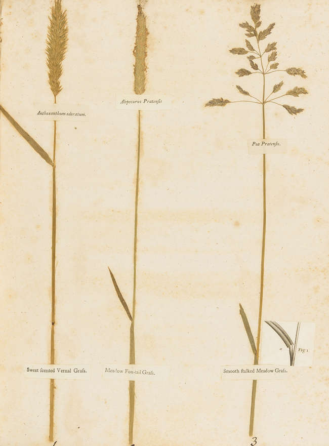 Amos, William - Minutes in Agriculture and Planting ... Illustrated with Specimens of eight Sorts of the best, and two Sorts of the worst Natural Grasses ...