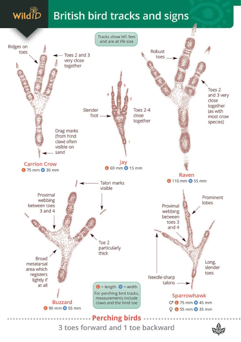  - Guide to British Bird Tracks and Signs (Identification Chart)