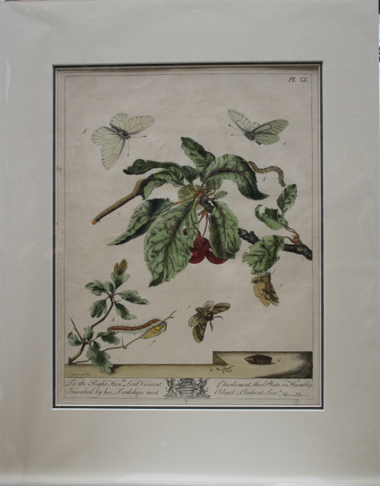 Harris, Moses - The Aurelian; A Natural History of English Moths and Butterflies. Plate IX: The Black Veined White and Brindled Beauty