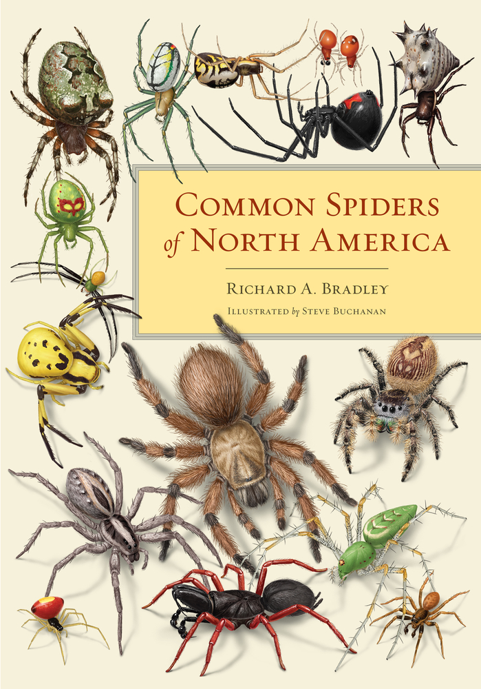 Bradley, R.A.; Buchanan, S. (Illustrator) - Common Spiders of North America