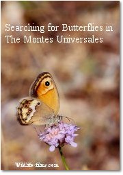 Wetton, P. - Searching for Butterflies in the Montes Universales