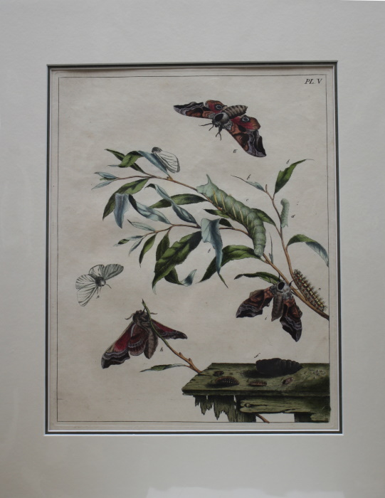 Harris, Moses - The Aurelian; A Natural History of English Moths and Butterflies. Plate V: The Eyed Hawk and the White Sattin