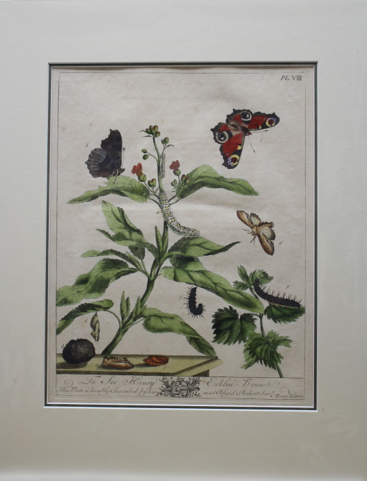 Harris, Moses - The Aurelian; A Natural History of English Moths and Butterflies. Plate VIII: The Peacock Fly [and] The Water Betony Moth